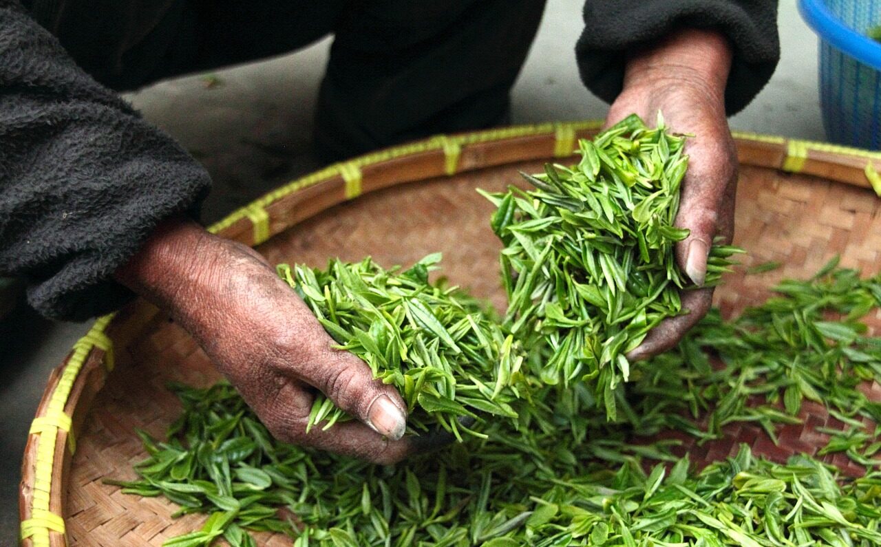 tea, leaves, nature, hands, fresh, drying, harvesting, harvest, agriculture, tea leaves